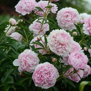 Paeonia lactiflora Sarah Bernhardt