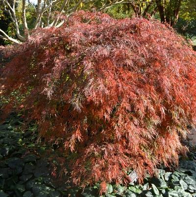 Acer palmatum dissectum Crimson Queen