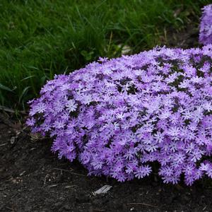 Phlox digitalis Bedazzled Lavender