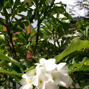 Plumeria 