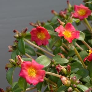Portulaca oleracea Pazazz Nano&trade; Fuchsia