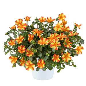 Portulaca oleracea Pazazz Nano&trade; Orange Twist