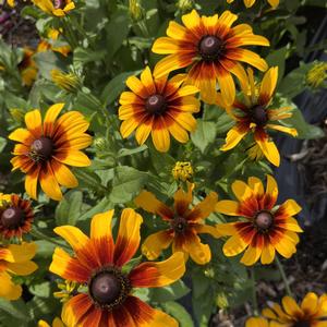 Rudbeckia hirta Rising Sun&reg; Chestnut Gold