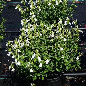 Salvia greggii Mirage&trade; White