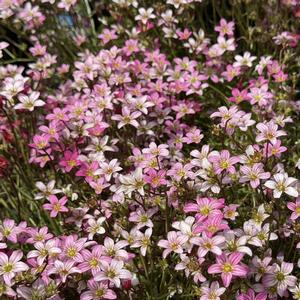 Saxifraga x arendsii Touran&trade; Pink