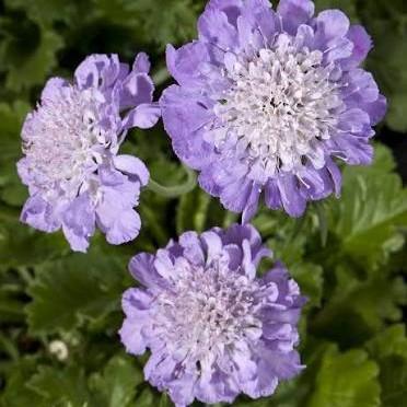 Scabiosa columbaria Giga&trade; Blue