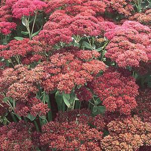 Sedum spectabile Autumn Joy