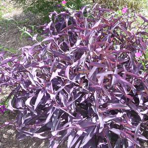 Setcreasea pallida Purple Heart