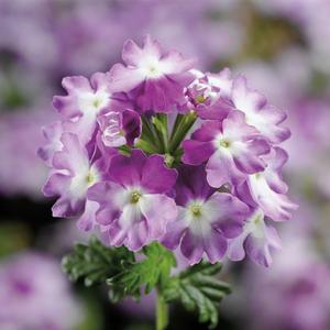 Verbena Lanai&reg; Compact Twister Purple