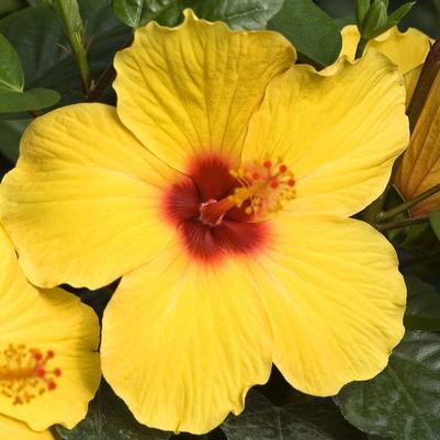 Hibiscus rosa-sinensis Tradewinds Sunny Wind