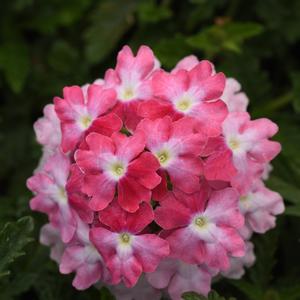 Verbena peruviana EnduraScape&trade; Pink Fizz