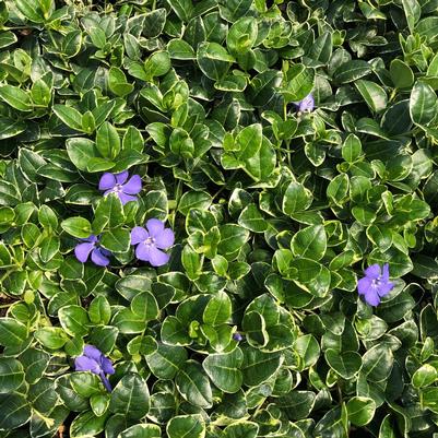 Vinca minor Ralph Shugert