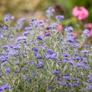 Caryopteris x clandonensis Sapphire Surf&trade;