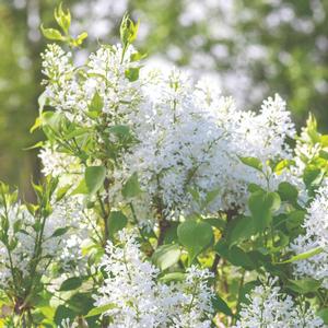 Syringa vulgaris New Age&trade; White