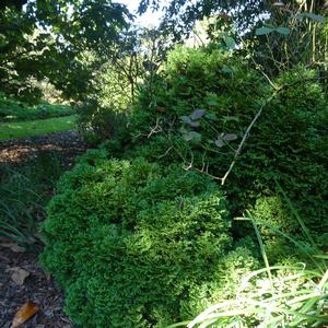Thuja occidentalis Hetz Midget