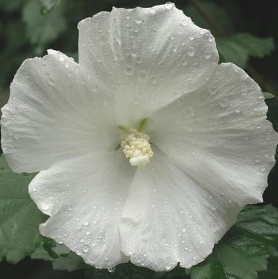 Hibiscus syriacus Diana