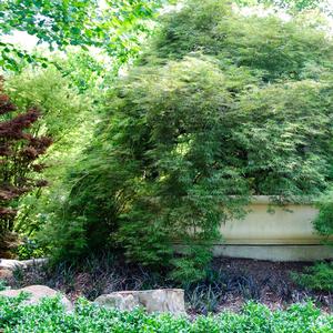 Acer palmatum var. atropurpureum 