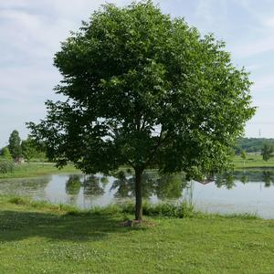Fraxinus americana Autumn Purple&reg;