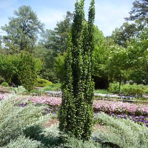 Ilex crenata Sky Pencil