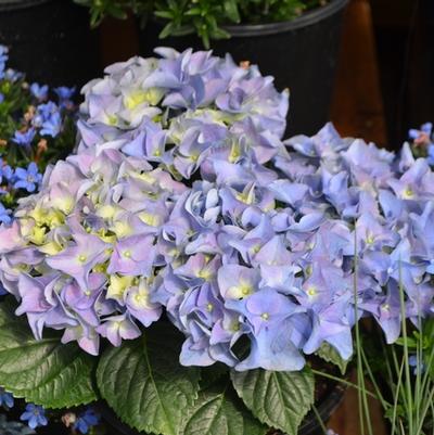 Hydrangea macrophylla Early Blue