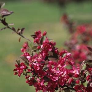 Malus x moerlandsii Profusion