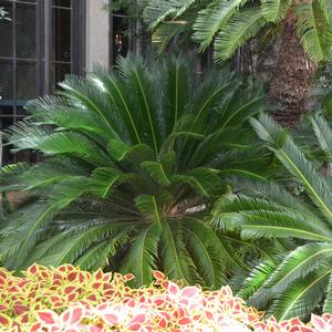 Cycas revoluta 