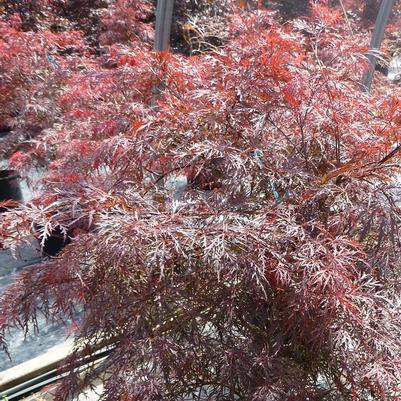 Acer palmatum dissectum Garnet