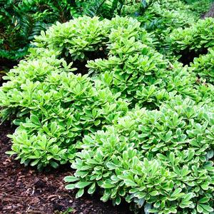 Pittosporum tobira Creme de Mint&trade;