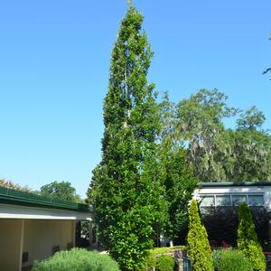 Quercus x warei Regal Prince&reg;