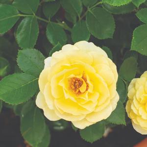 Rosa Sunblaze&reg; Lemon