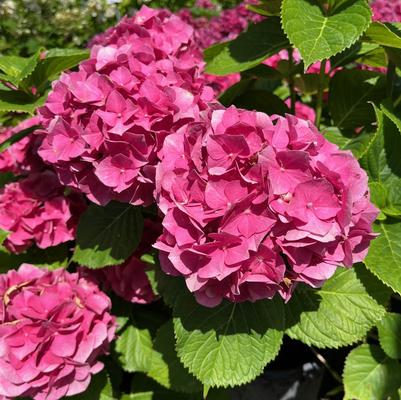 Hydrangea macrophylla Merritt's Beauty