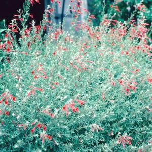 Zauschneria californica 