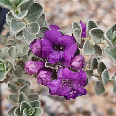 Leucophyllum frutescens Dragoon's Dream