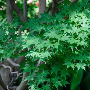 Acer palmatum Hogyoku
