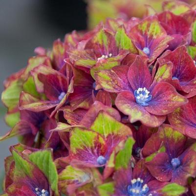 Hydrangea macrophylla Horwack Pistachio