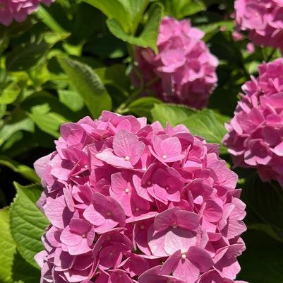 Hydrangea macrophylla Red Sensation