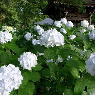 Hydrangea macrophylla Sister Theresa