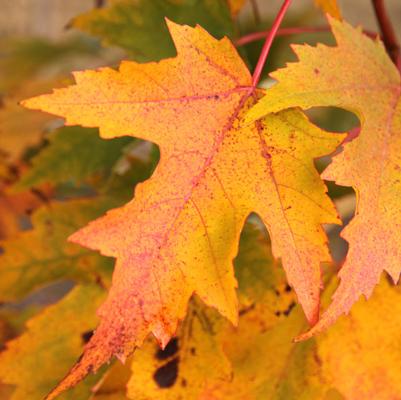Acer rubrum Armstrong Gold&reg;