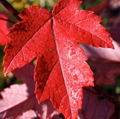 Acer rubrum Redpointe