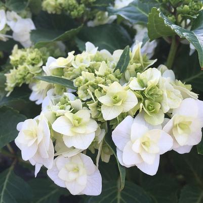 Hydrangea macrophylla Wedding Gown