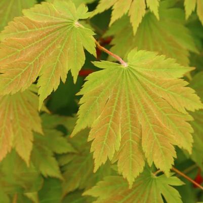 Acer japonicum Emmitt's Pumpkin