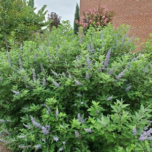 Vitex Summertime Blues&reg;