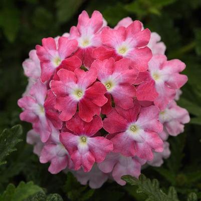 Verbena peruviana EnduraScape&trade; Pink FIzz