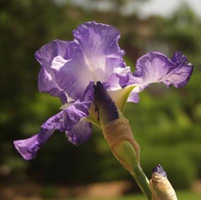 Iris germanica City Lights