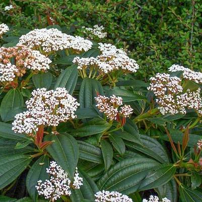Viburnum davidii 