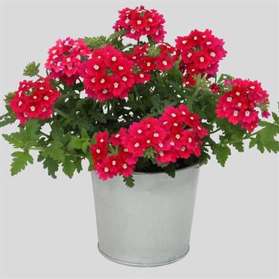 Verbena hybrid Blues Magenta w/Eye