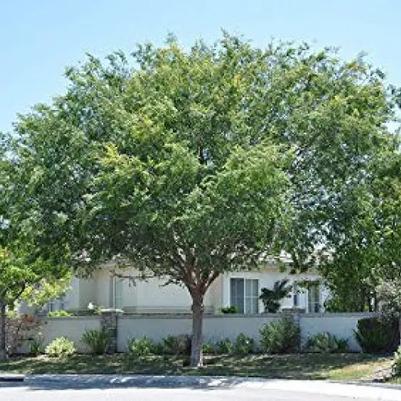 Ulmus parvifolia Bosque