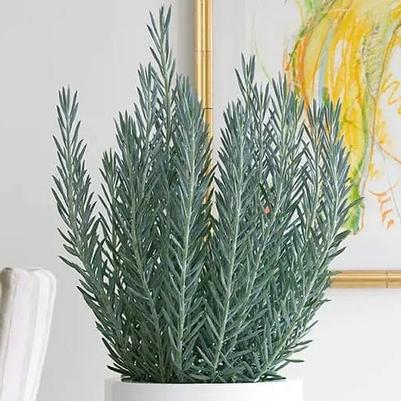 Senecio ficoides Skyscraper