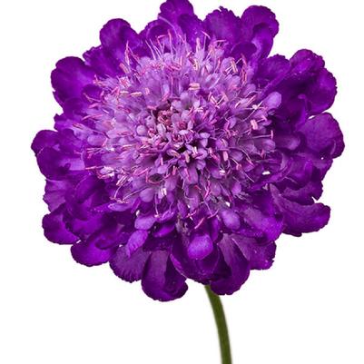 Scabiosa columbaria Giga Deep Ocean Blue