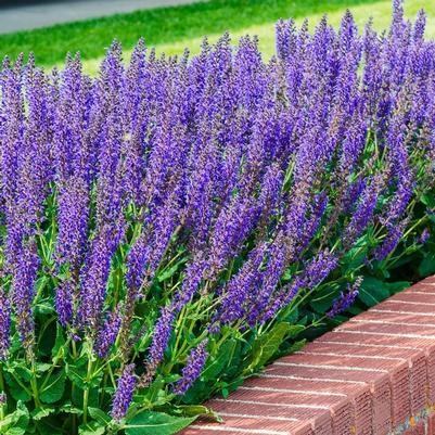 Salvia nemorosa May Night